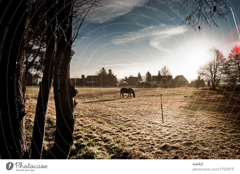 Enjoy your breakfast Environment Nature Landscape Sky Clouds Horizon Winter Climate Beautiful weather Tree Grass Tree trunk Twig Pasture Horse 1 Animal