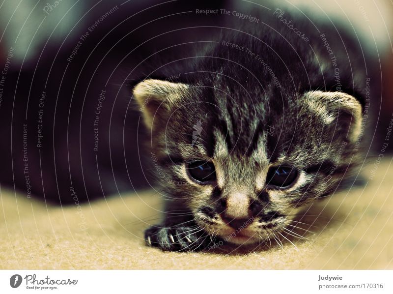Kuller's Eye Catkin II Colour photo Interior shot Copy Space left Animal portrait Looking into the camera Hair and hairstyles Pet 1 Baby animal Discover Going
