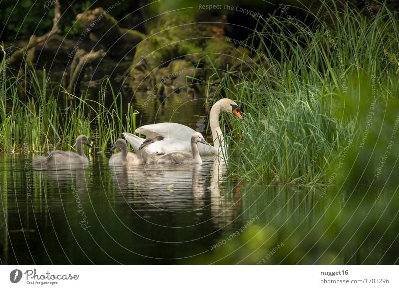 swan lake Nature Landscape Plant Animal Water Summer Grass Forest Pond Lake Wild animal Bird Swan 4 Group of animals Baby animal Swimming & Bathing Esthetic