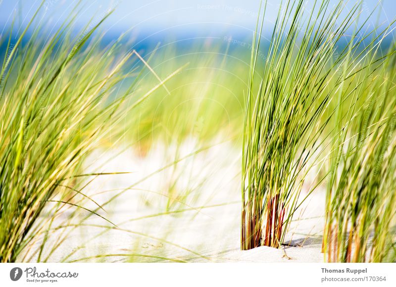 Green by the sea II Vacation & Travel Summer Summer vacation Beach Ocean Environment Nature Landscape Sand Water Sky Spring Beautiful weather Wind Warmth