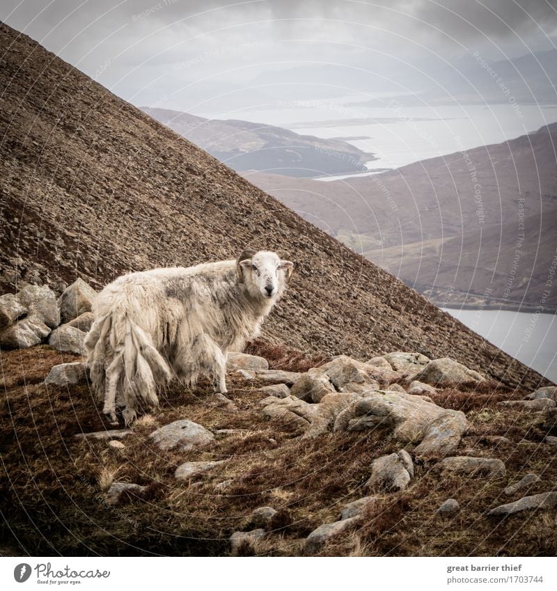 Scotland mountain sheep Environment Nature Landscape Animal Sky Clouds Storm clouds Spring Weather Bad weather Wind Gale Mountain Peak Farm animal Wild animal 1