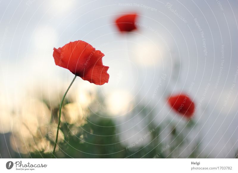 in the evening light... Environment Nature Plant Sky Sunrise Sunset Summer Beautiful weather Flower Blossom Wild plant Corn poppy Poppy blossom Field Blossoming