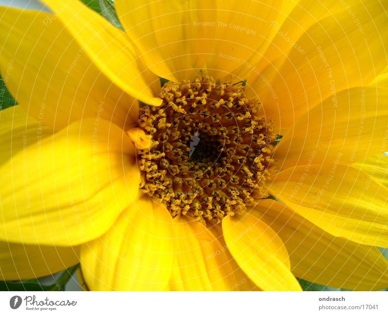 yellow makes you happy Sunflower Yellow Flower Plant Summer Spring Italy Pistil Orange Nature