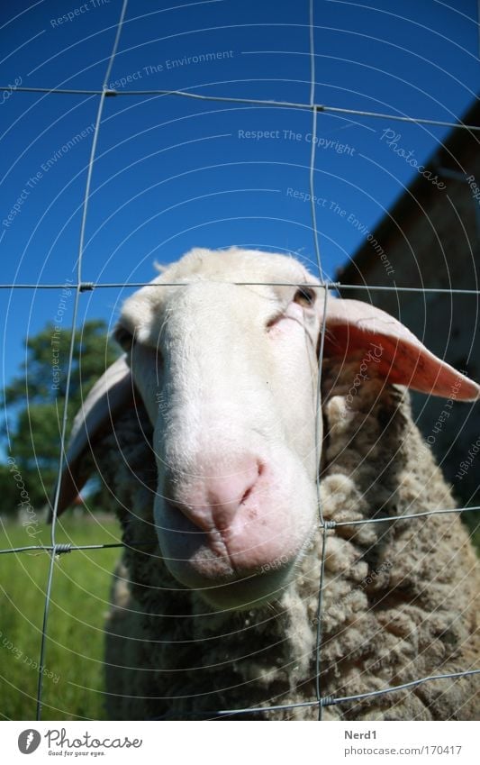 Mower2 Sheep Animal Sky Blue Wool Snout Fence Rural Deserted Animal face Animal portrait 1 Individual Looking into the camera Lamb's wool Sheepskin Curiosity