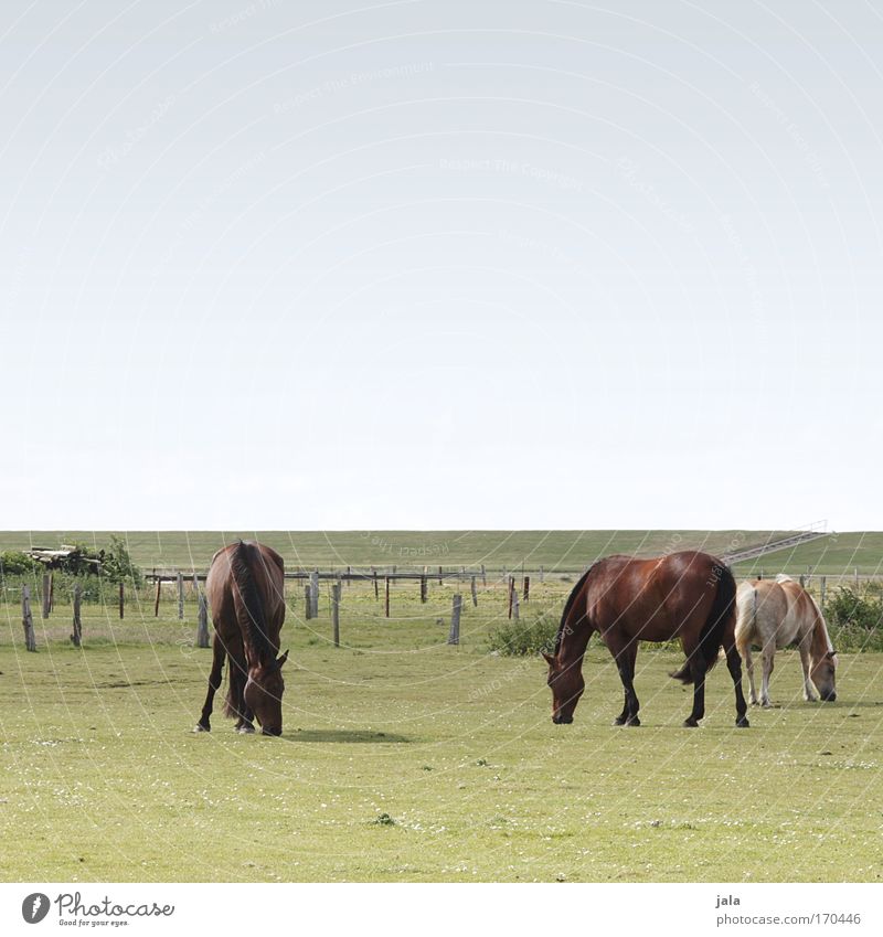 Dinner with three Horses Subdued colour Exterior shot Day Animal portrait Sky Meadow Field North Sea Farm animal Pelt 3 To feed Together Stand Large Blue Green
