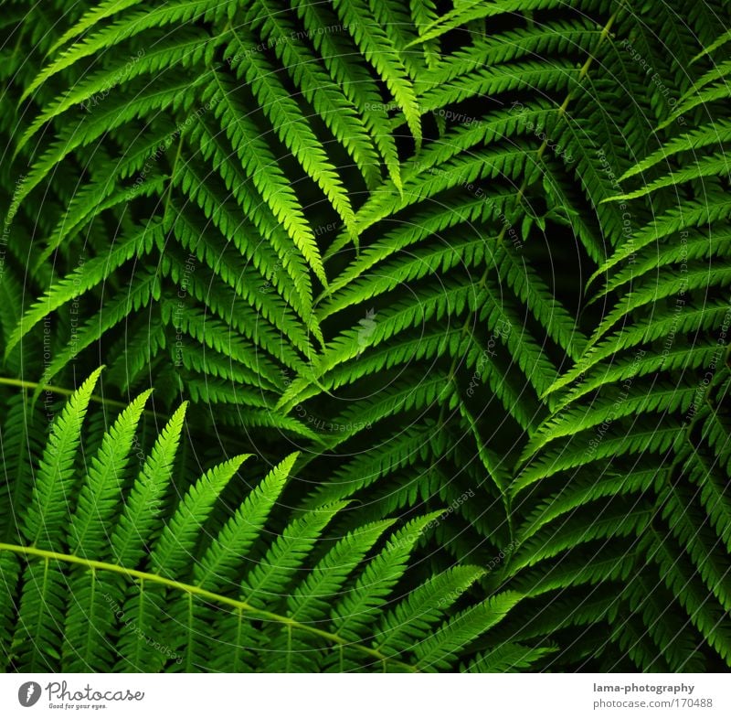 jungle leaves Colour photo - a Royalty Free Stock Photo from Photocase