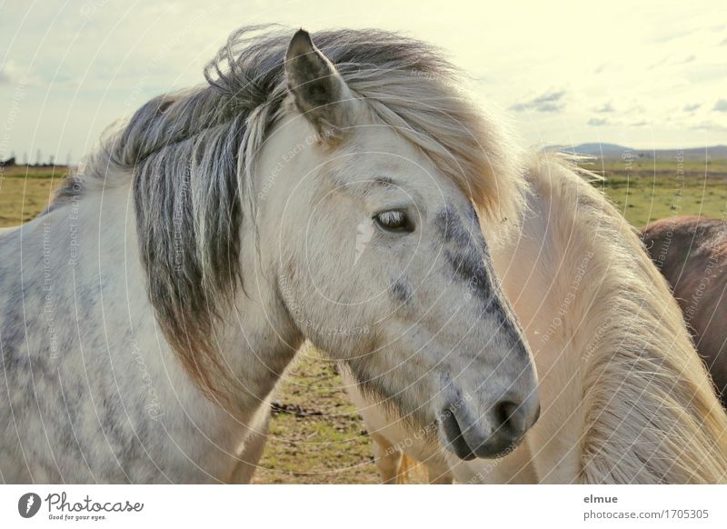 apple grey Iceland Horse Animal face Icelander Iceland Pony Gray (horse) Mane Ear Nostrils Looking Stand Esthetic Curiosity White Happy Contentment Power