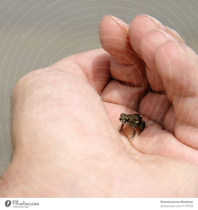 here you go Schiffi... Colour photo Exterior shot Close-up Day Sunlight Animal portrait Freedom Hand Fingers 1 Human being Nature Pond Lake Brook Frog