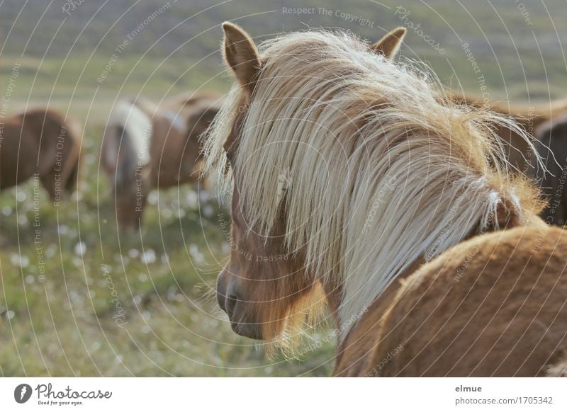 Icelanders Vacation & Travel Freedom Pasture Farm animal Horse Iceland Pony Mane Pelt Coat color Ear Nostrils Looking Stand Beautiful Contentment Power Longing