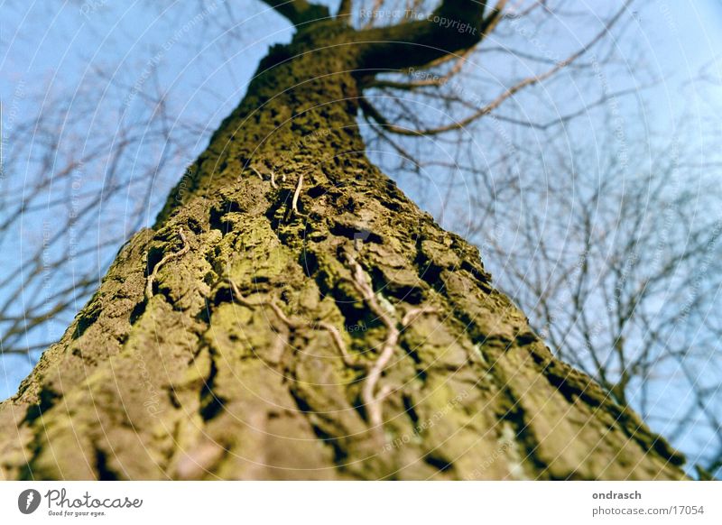 upward Tree Tree bark Forest Sun Leaf Plant Radiation Natural growth Tall Sky Tree trunk Branch Nature