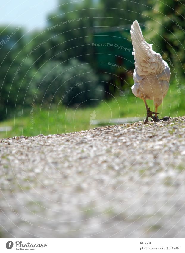 I'm going to lay an egg. Colour photo Exterior shot Shallow depth of field Worm's-eye view Rear view Nature Earth Grass Lanes & trails Farm animal Bird Wing 1