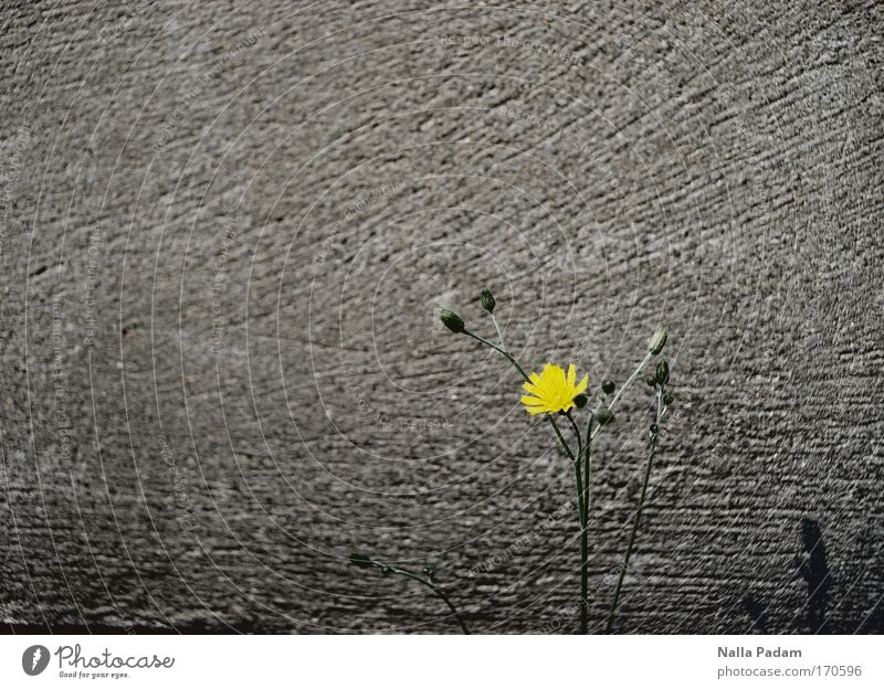 Flower in front of a wall Colour photo Exterior shot Structures and shapes Deserted Copy Space left Copy Space top Day Shadow Contrast Plant Spring Blossom