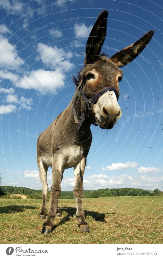 You donkey! Colour photo Exterior shot Deep depth of field Worm's-eye view Wide angle Animal portrait Downward Nature Farm animal Fly Donkey 1 Joy Day