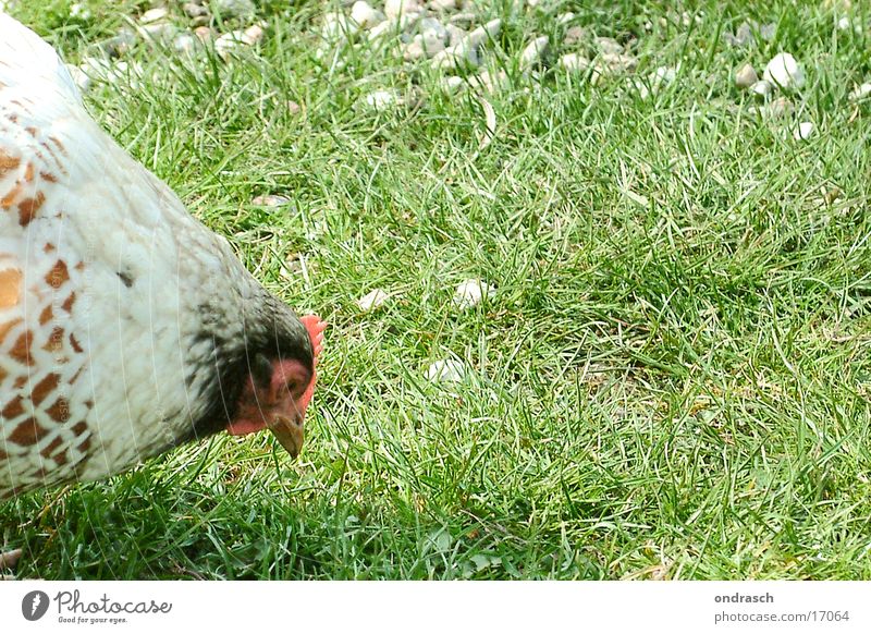 Huhun Barn fowl Meadow Grass Animal Farm Egg Feather Peck