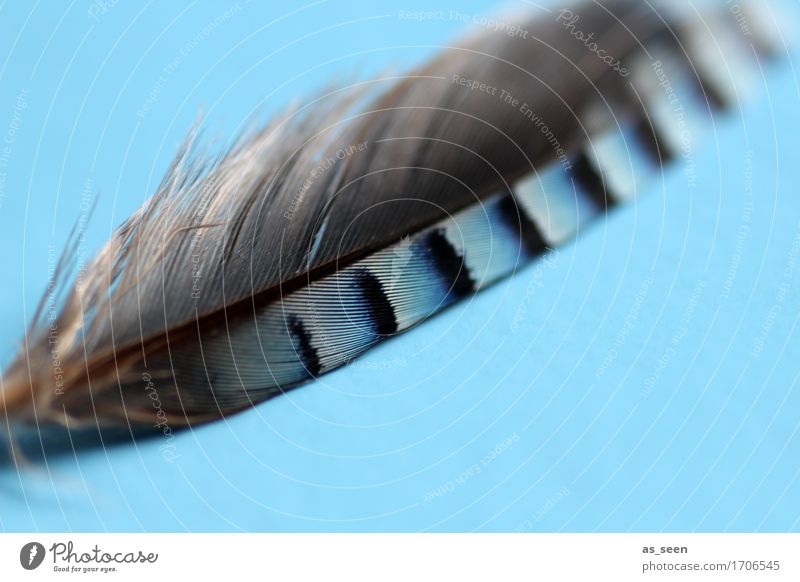 bird feather blue Design Exotic Harmonious Senses Environment Nature Bird Jay Feather Lie Esthetic Authentic Near Natural Soft Blue Gray Black White Moody