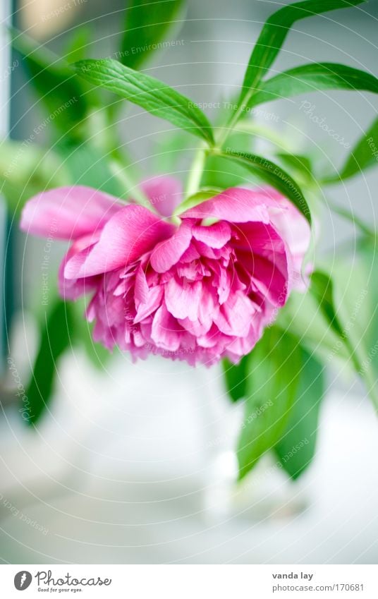 peony Colour photo Interior shot Deserted Copy Space bottom Blur Shallow depth of field Style Living or residing Flat (apartment) Decoration Plant Flower