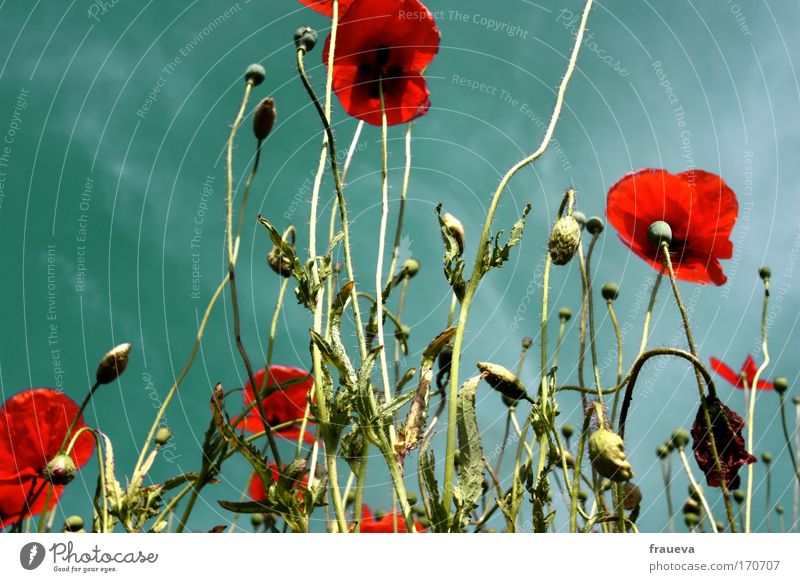 gossip for the poppy Colour photo Multicoloured Exterior shot Copy Space left Day Contrast Sunlight Worm's-eye view Environment Nature Plant Animal Sky Clouds