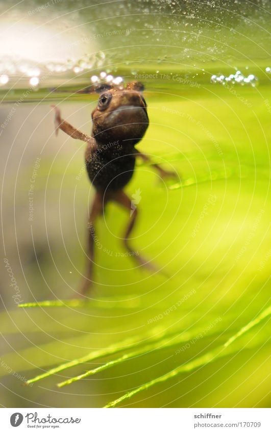 Yoo-hoo! Colour photo Macro (Extreme close-up) Worm's-eye view Environment Nature Water Pond Lake Frog Aquarium Thin Small Green Environmental protection