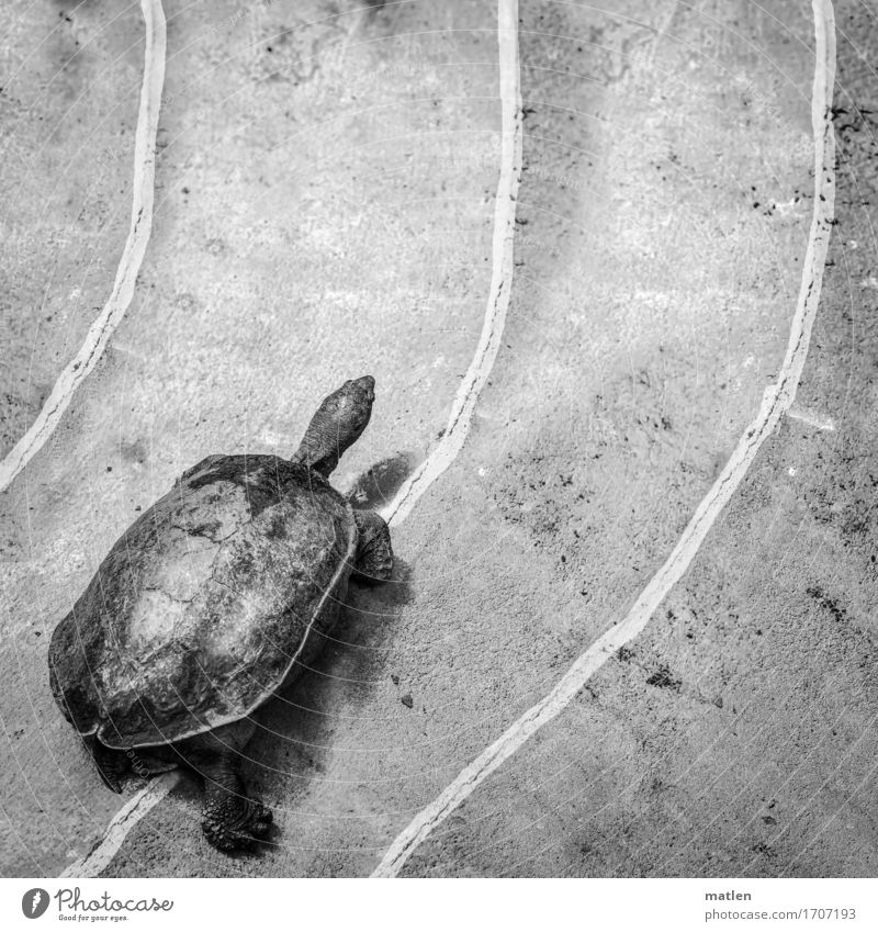 RACE Animal 1 Walking Running Turtle Racecourse Legs Railroad Black & white photo Exterior shot Detail Abstract Pattern Structures and shapes Deserted