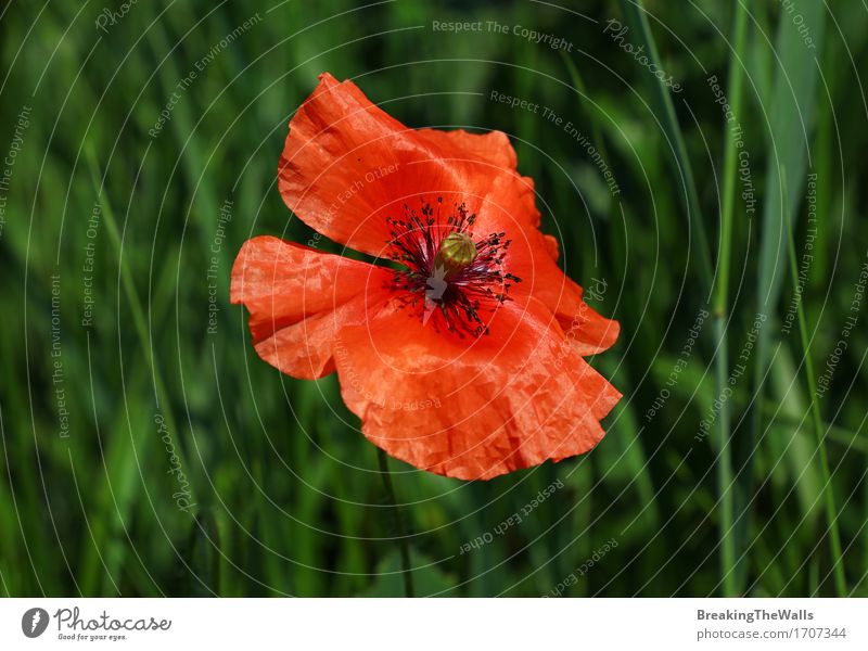 Red poppy Papaver flower in summer meadow green grass Nature Plant Summer Beautiful weather Flower Grass Blossom Wild plant Meadow Field Growth Fresh New Green