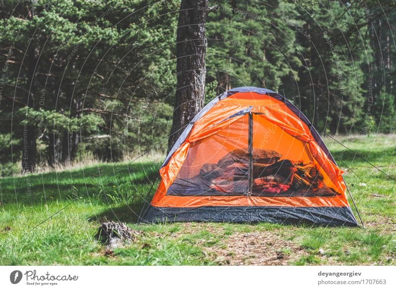 Orange tent in a pine forest Relaxation Leisure and hobbies Vacation & Travel Tourism Adventure Camping Summer Mountain Hiking Nature Landscape Tree Grass Park