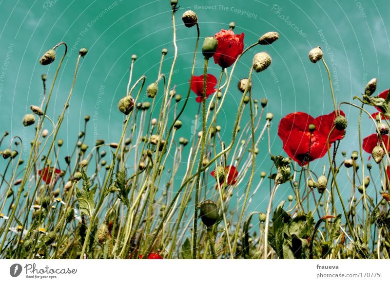 gossip for the poppy 2 Colour photo Multicoloured Exterior shot Day Sunlight Worm's-eye view Environment Nature Plant Animal Sky Clouds Summer Beautiful weather