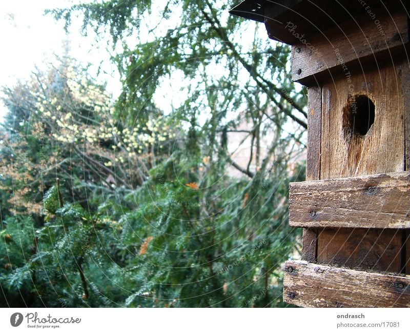 hatchery Bird House (Residential Structure) Bird's eggs Nest Forest