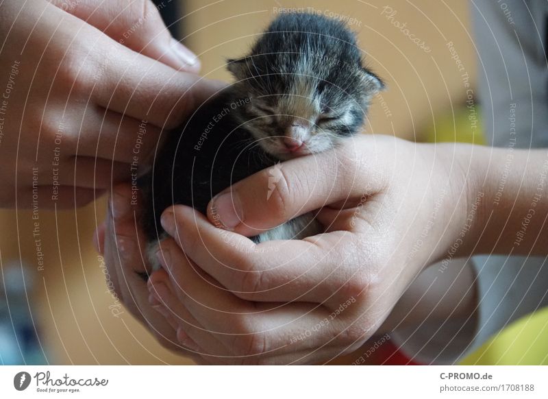 cat baby Child Hand 2 Human being Animal Pet Cat 1 Sleep Painting (action, work) Small Contentment Protection Safety (feeling of) Love of animals Considerate
