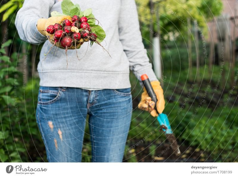 Woman hold bunch of radishes Vegetable Vegetarian diet Summer Garden Gardening Adults Hand Nature Plant Fresh Green Red Radish Organic agriculture healthy food