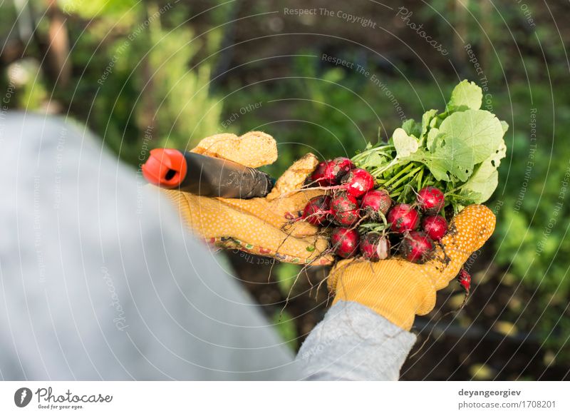 Woman hold bunch of radishes Vegetable Vegetarian diet Summer Garden Gardening Adults Hand Nature Plant Fresh Green Red Radish Organic agriculture healthy food