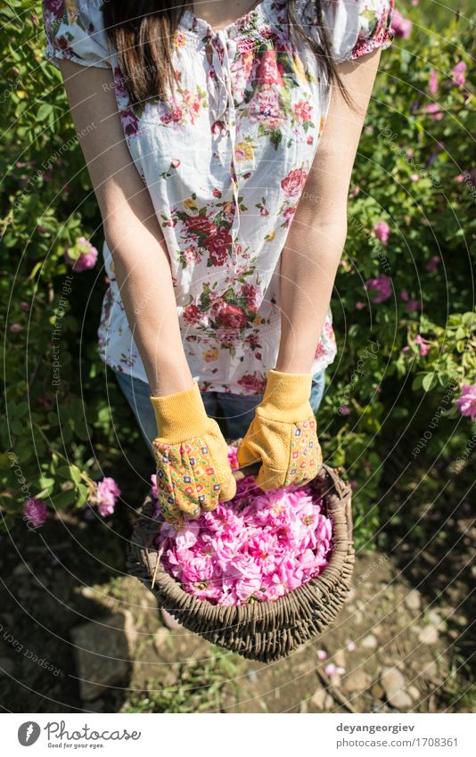 Woman picking color of oilseed roses Beautiful Skin Wellness Relaxation Garden Adults Nature Plant Flower Rose Leaf Fresh Natural Pink sack Essential plantation