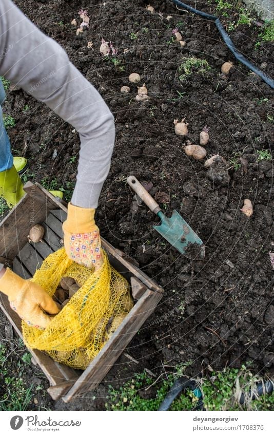 Planting potatoes Vegetable Garden Gardening Woman Adults Hand Nature Earth Growth Fresh Natural Potatoes seed food Organic Crate agriculture spring Root Sprout