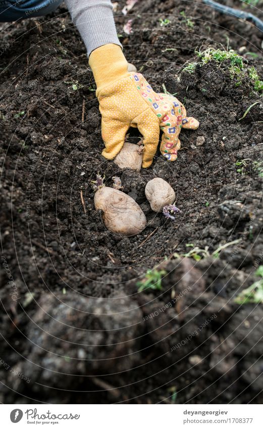 Planting potatoes Vegetable Garden Gardening Woman Adults Hand Nature Earth Growth Fresh Natural Potatoes seed food Organic Crate agriculture spring Root Sprout