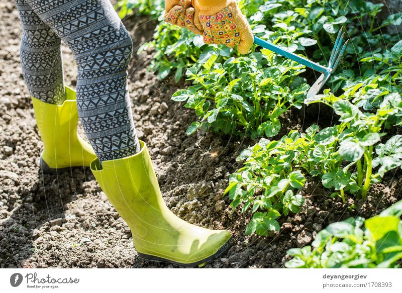Hoeing potatoes Summer Garden Work and employment Gardening Tool Human being Man Adults Hand Plant Earth Green Potatoes Farmer agriculture Ground field people