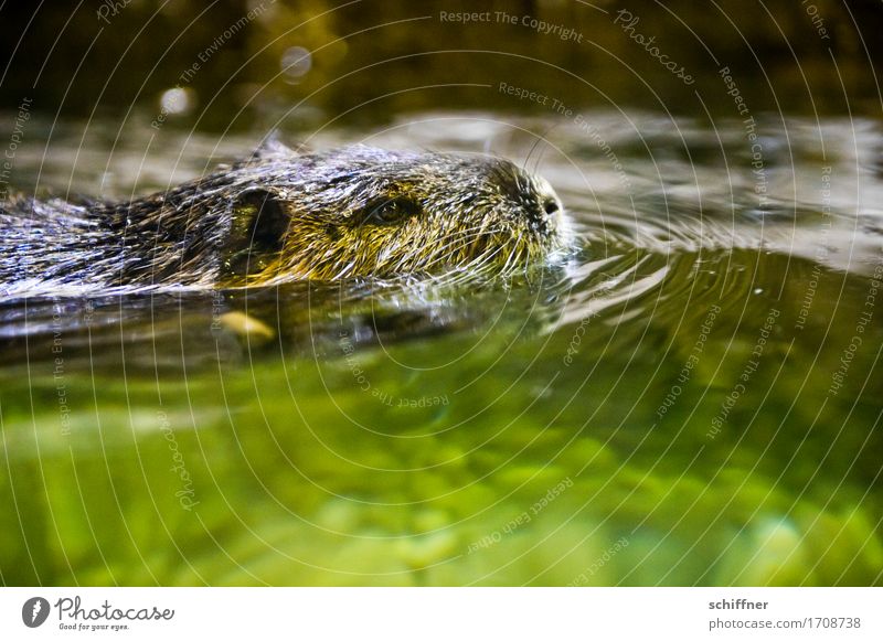 Up to the neck Animal 1 Swimming & Bathing Green Nutria water rat Water Surface of water Animal face Animal portrait Ear Nose Wet Reflection Waves Steadfast