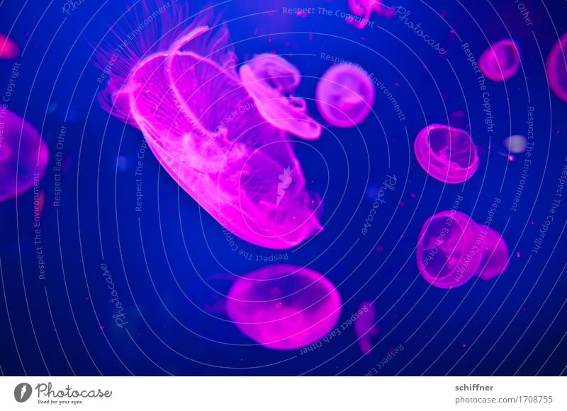 from outta space II Animal Jellyfish Aquarium Group of animals Herd Flock Pack Swimming & Bathing Blue Pink Hover Futurism Float in the water Interior shot