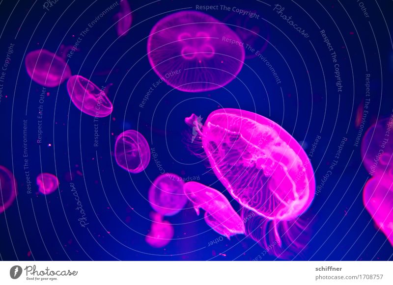 Square Dance | from outta space VI Animal Jellyfish Group of animals Herd Flock Pack Swimming & Bathing Blue Pink Glide Hover Aquarium Together