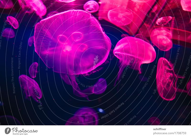 Invasion from outta space V Animal Jellyfish Group of animals Herd Flock Swimming & Bathing Together Blue Violet Pink Float in the water Hover Artificial light