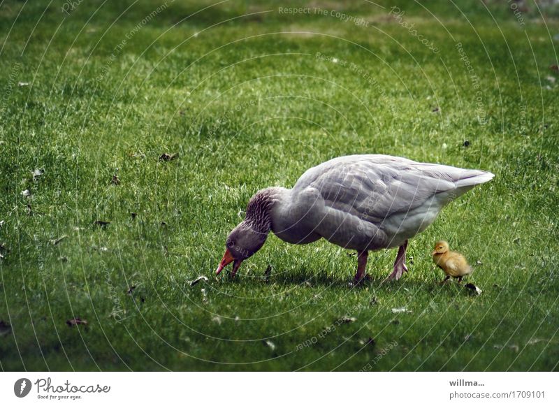 Mom, isn't racing dangerous? Chick Goose Gosling Animal Baby animal To feed Protection Farm animal Meadow Grass Poultry