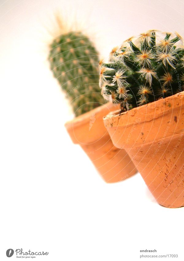 Cactuses =) Succulent plants Plant Dry Chamber pot Room Window Thorn peaks Desert