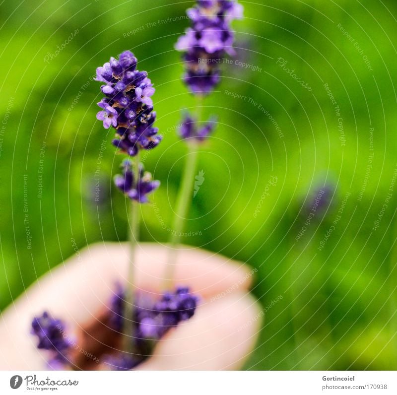 in the garden Colour photo Exterior shot Close-up Detail Day Shallow depth of field Human being Hand Fingers Environment Nature Plant Spring Summer Flower