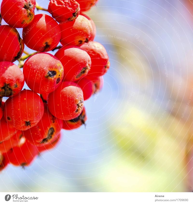 pure nature Plant Summer Autumn Beautiful weather Tree Rawanberry Rowan tree Fruit Berry seed head Garden Pearl Fragrance Fresh Healthy Positive Round Juicy Red
