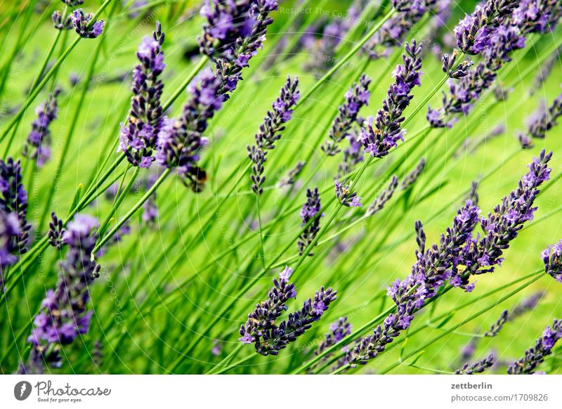 lavandula Aromatic Flower Blossoming Decoration Garden Herbs and spices Grass Medicinal plant Garden plot Deserted Lawn Summer Copy Space Lavender Meadow