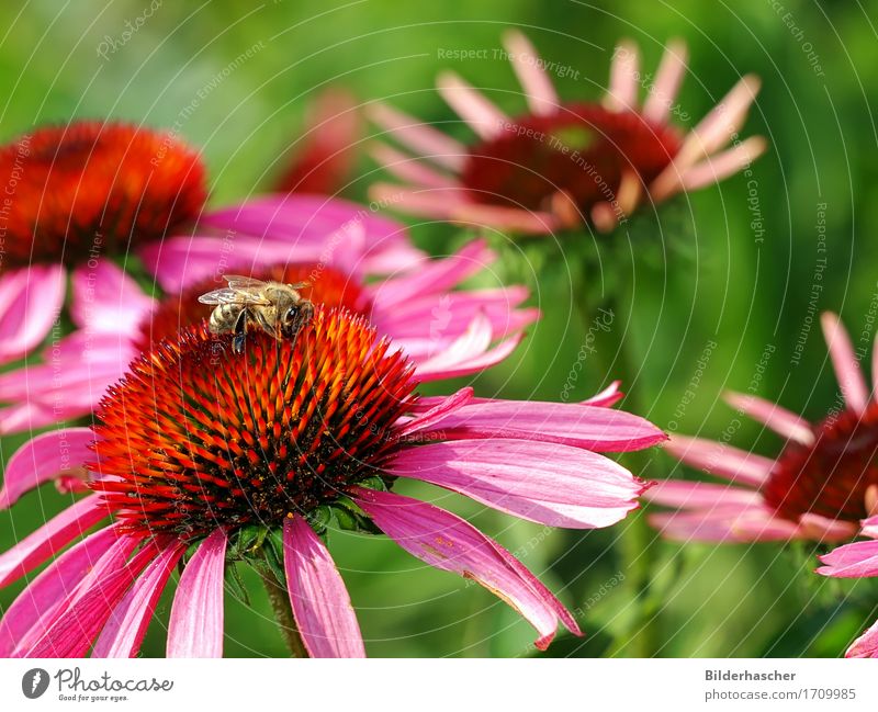 Bee on blossom Honey bee Purple cone flower Rudbeckia Insect Flying insect Blossom Flower Summerflower Flowering plants Daisy Family Bouquet Blossom leave