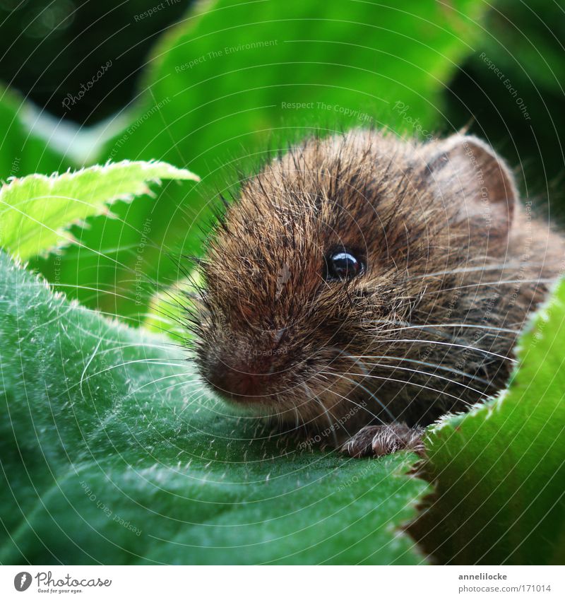 Mouse in a flower bed Environment Nature Animal Summer Beautiful weather Plant Leaf Foliage plant Park Wild animal Animal face Pelt Paw 1 Observe Catch Crouch