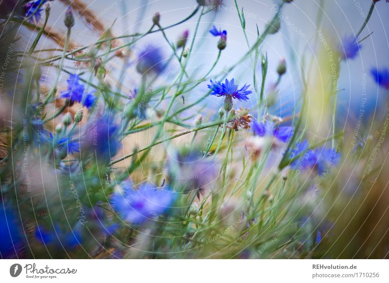 cornflowers Environment Nature Plant Summer Flower Field Blossoming Natural Moody Cornflower Colour photo Subdued colour Exterior shot Day Blur