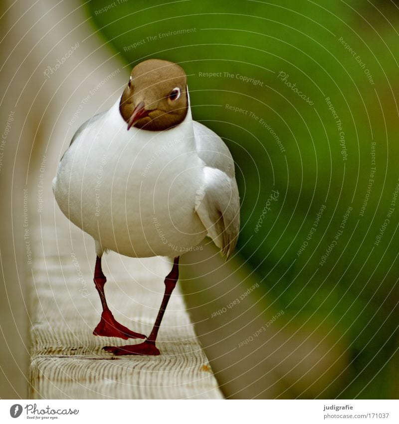 seagull Nature Animal Wild animal Bird 1 Going Hiking Cute Brown Green White Black-headed gull  To go for a walk Colour photo Exterior shot Day