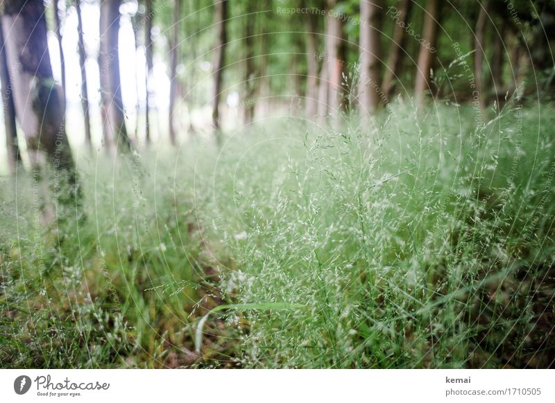 AST9 | Where the ticks are Freedom Nature Plant Summer Tree Grass Foliage plant Forest Fresh Green Undergrowth Grass blossom Many Colour photo Subdued colour
