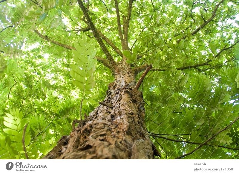 Robinia Tree Ancient Atmosphere bark Branched Branchage Canopy (sky) crown of tree Crust filigree flora Leaf Forest Growth Leaf canopy light Nature Interlaced