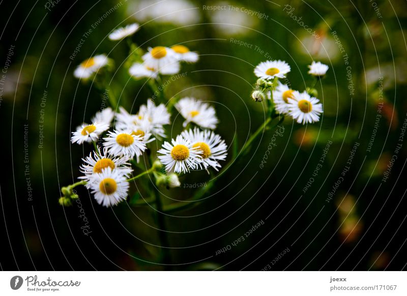 florid Colour photo Exterior shot Detail Copy Space bottom Day Shadow Shallow depth of field Nature Plant Flower Meadow Esthetic Daisy